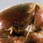 The Data-Driven Guide to Eco-Friendly Tobacco Beetle Control